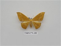 藏品(尺蛾367)的圖片